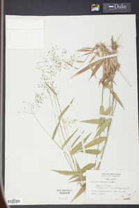 Panicum commutatum image