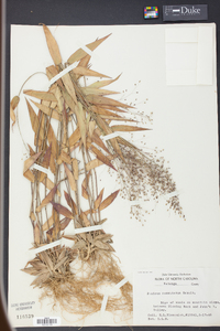 Panicum commutatum image