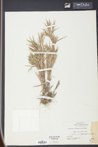 Panicum consanguineum image