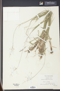 Panicum consanguineum image