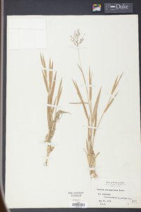 Panicum consanguineum image