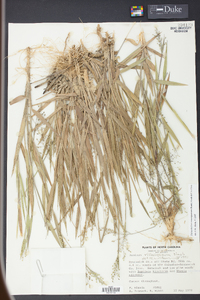 Panicum consanguineum image