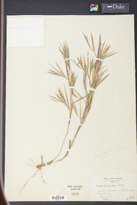 Panicum consanguineum image