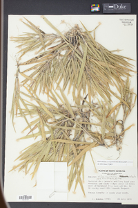 Panicum consanguineum image