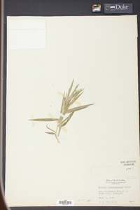 Panicum consanguineum image