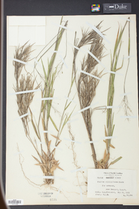 Panicum consanguineum image