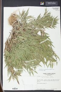 Panicum consanguineum image