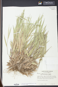 Panicum consanguineum image