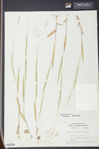 Panicum consanguineum image