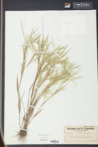 Panicum consanguineum image