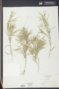 Panicum consanguineum image