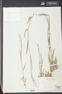 Panicum consanguineum image