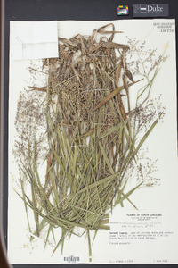 Panicum consanguineum image