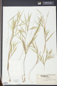 Panicum consanguineum image