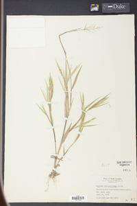 Panicum consanguineum image