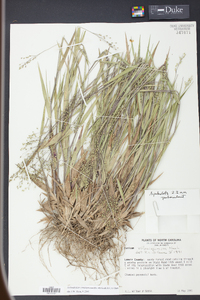 Panicum consanguineum image