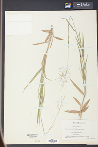 Panicum consanguineum image