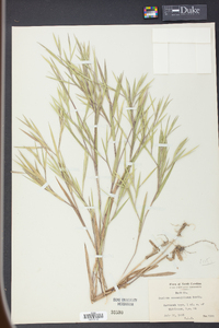 Panicum consanguineum image