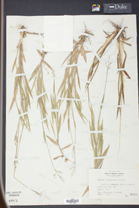 Panicum consanguineum image