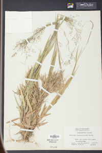 Panicum consanguineum image