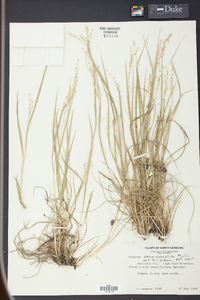 Panicum depauperatum image