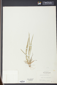 Panicum depauperatum image