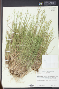 Panicum depauperatum image