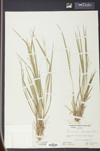 Panicum depauperatum image