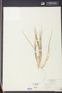 Panicum depauperatum image