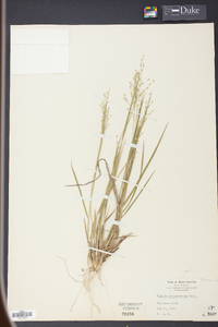 Panicum depauperatum image