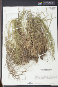 Panicum depauperatum image