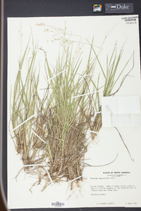 Panicum depauperatum image