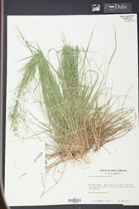 Panicum depauperatum image