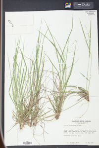 Panicum depauperatum image