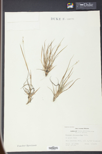 Panicum depauperatum image