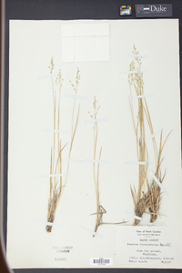 Panicum depauperatum image