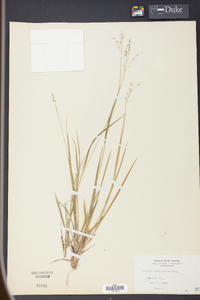 Panicum depauperatum image