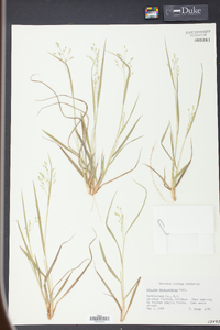 Panicum depauperatum image