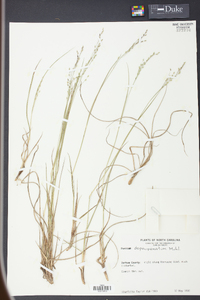 Panicum depauperatum image