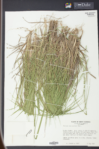 Panicum depauperatum image