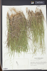 Panicum depauperatum image