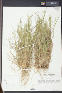 Panicum depauperatum image