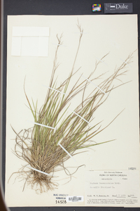 Panicum depauperatum image