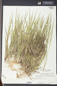 Panicum depauperatum image