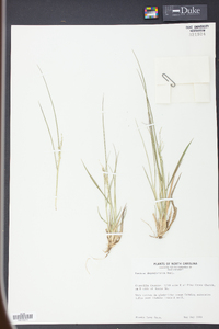 Panicum depauperatum image