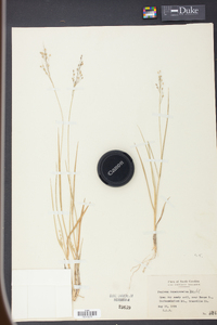 Panicum depauperatum image