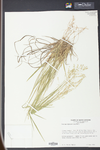 Panicum depauperatum image