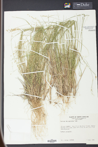 Panicum depauperatum image