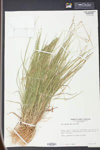 Panicum depauperatum image