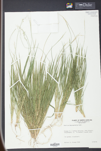 Panicum depauperatum image